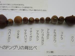 どんぐりの背くらべ どんぐりの背くらべ