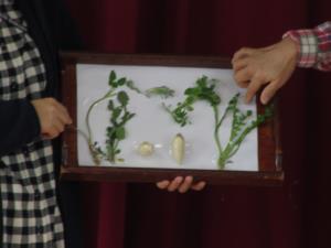 春の七草。 春の七草。