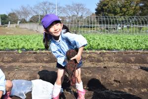 大きいいもが掘れたよ! 大きいいもが掘れたよ!