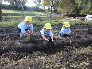 いもがみえたよ! いもがみえたよ!