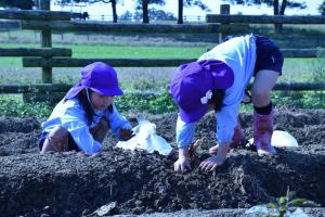 どんなお芋が掘れるかな? どんなお芋が掘れるかな?