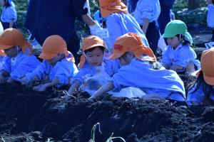 どんなお芋ある? どんなお芋ある?