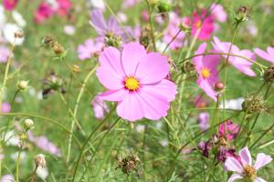 コスモス コスモス