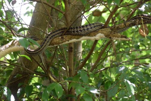 最後に蛇が登場 最後に蛇が登場