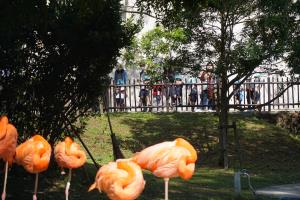 フラミンゴさん綺麗だね! フラミンゴさん綺麗だね!