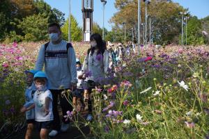 コスモス畑もお散歩しました。 コスモス畑もお散歩しました。