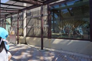 トラもいました! トラもいました!