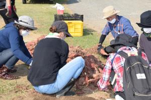 大収穫!みんなで分けました! 大収穫!みんなで分けました!