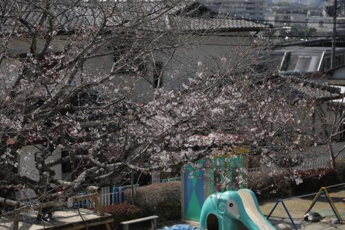 園庭の桜 園庭の桜