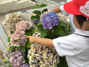 あじさい見つけた! あじさい見つけた!