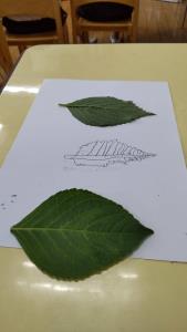 葉脈はどうなっているかな? 葉脈はどうなっているかな?