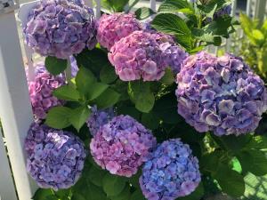 きれいな紫陽花 きれいな紫陽花