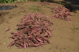 こんなにとれました こんなにとれました