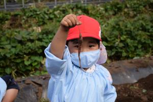 こんな小さい芋もありました こんな小さい芋もありました