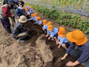 どこに生っているかな どこに生っているかな