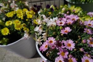 花々も入園をお祝いしているようです 花々も入園をお祝いしているようです