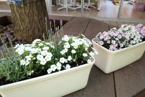 花々も入園をお祝いしているようです 花々も入園をお祝いしているようです
