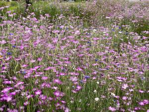 一面のお花畑! 一面のお花畑!