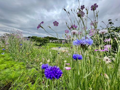一輪一輪が精いっぱい咲いています! 一輪一輪が精いっぱい咲いています!