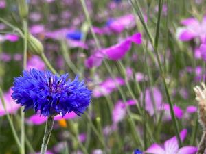 美しいですね…。 美しいですね…。