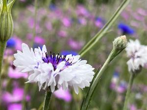 きれいですね~ きれいですね~