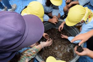 泥団子に種をまぶして…。 泥団子に種をまぶして…。