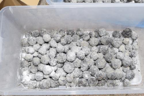 タネ団子のできあがり! タネ団子のできあがり!