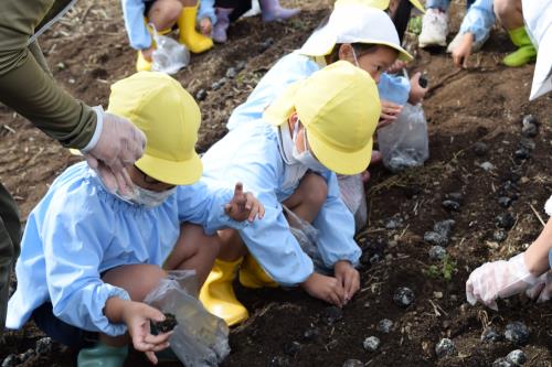 1つずつ丁寧に植えました。 1つずつ丁寧に植えました。