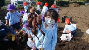 大きなお芋が掘れたよ! 大きなお芋が掘れたよ!