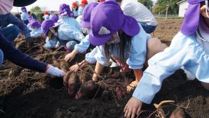 芋が見えてきた! 芋が見えてきた!