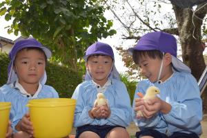 ひよこ可愛いね ひよこ可愛いね