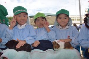 モルモット モルモット