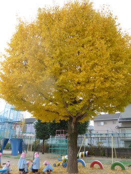 昨年の銀杏の木