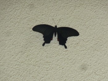 これは蝶？