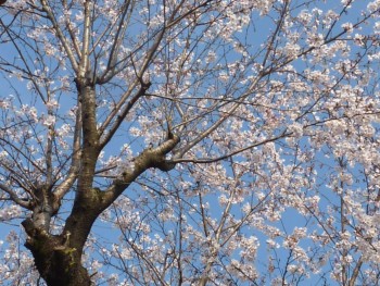 幼稚園の桜