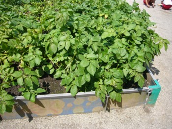 水やり頑張ったよ! 水やり頑張ったよ!