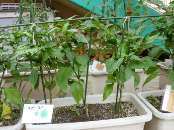 食べごろ! 食べごろ!