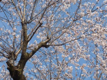 幼稚園の桜 幼稚園の桜