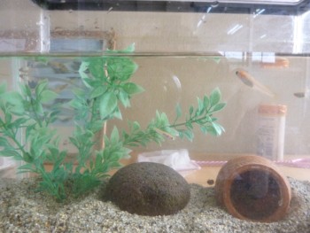 メダカ す~いす~い メダカ す~いす~い