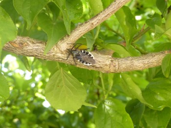 この虫な~に? この虫な~に?