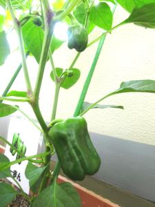 美味しそうに育ったよ 美味しそうに育ったよ