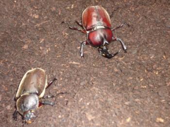 2匹のカブトムシ 2匹のカブトムシ