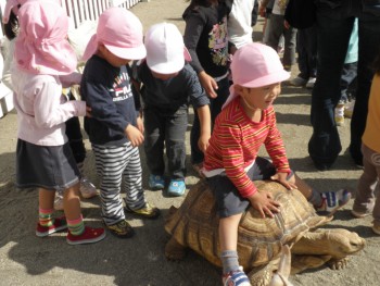 カメさんに乗っちゃった! カメさんに乗っちゃった!
