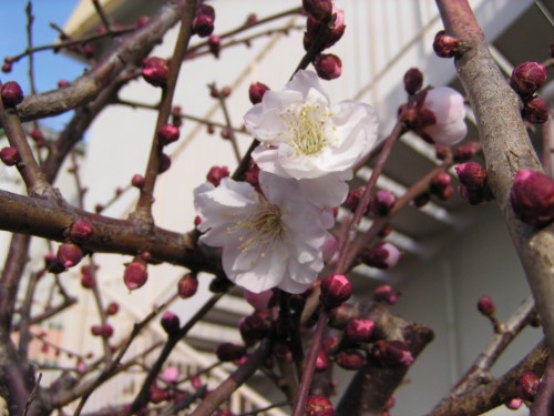 梅の花 梅の花