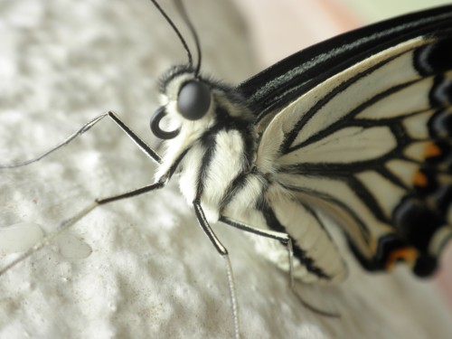生まれたばかりのチョウ 生まれたばかりのチョウ