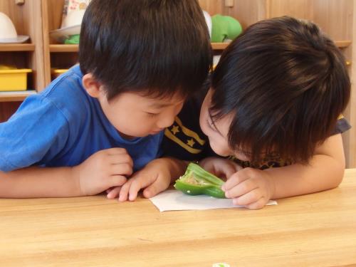 ピーマンの中を覗いてみよう、何があるかな? ピーマンの中を覗いてみよう、何があるかな?