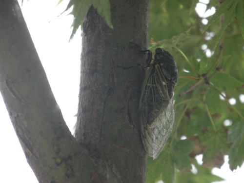 くまぜみ くまぜみ