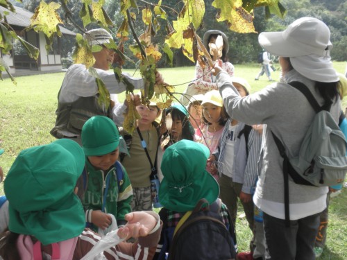 この草の名前は・・・? この草の名前は・・・?