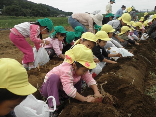 芋をどんどん掘ろう! 芋をどんどん掘ろう!