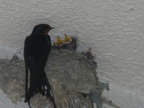 たくさん食べて、大きくなってね たくさん食べて、大きくなってね